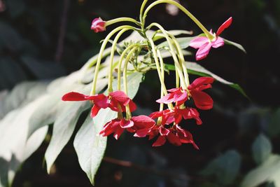 Close-up of red flowering plant