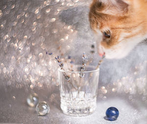 Close-up of cat drinking glass