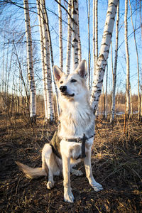 Dog looking away in forest