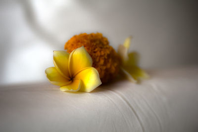 Close-up of yellow flower on table