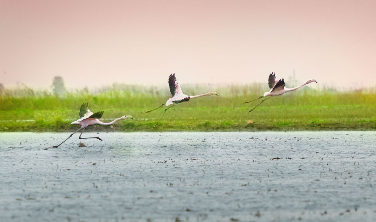 BIRDS FLYING OVER THE LAKE