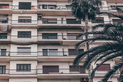 Low angle view of palm tree