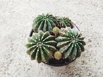 High angle view of succulent plant