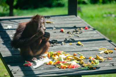 Monkey eating food