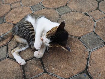 High angle view of cat on footpath