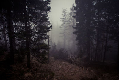 Trees in mystical forest against sky