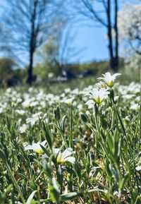 Close-up of flowering plant on field