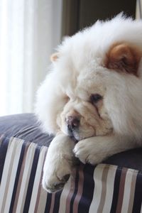 Close-up of chow relaxing on bed at home