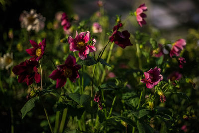 Close-up of pink flowers blooming outdoors