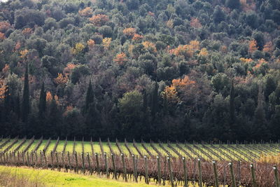 View of trees in farm