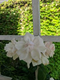 Close-up of white flowering plant