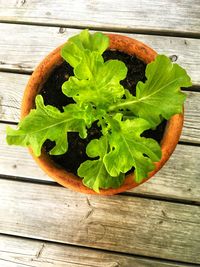 High angle view of green leaf on table