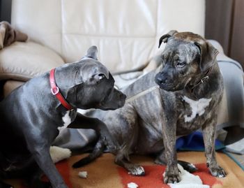 Dogs relaxing at home