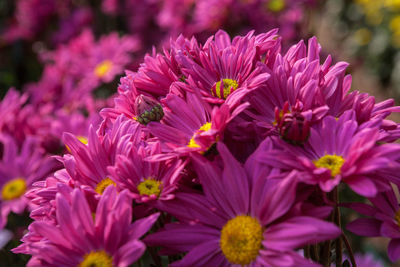 Close-up of pink flowers blooming outdoors