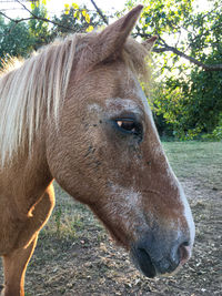 Close-up of a horse