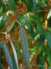 Close-up of lizard on plant