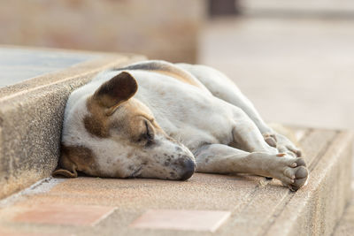 Close-up of dog sleeping on footpath
