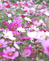 Close-up of flowers