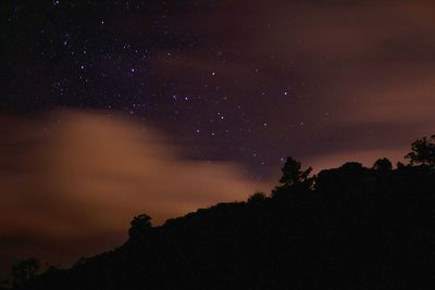 Low angle view of trees at night