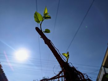 Low angle view of flowering plant against blue sky