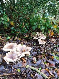 Close-up of fresh green plants