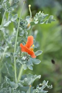 Close-up of orange flowering plant