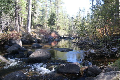 River flowing through forest