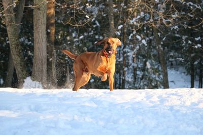 Dog on snow in winter