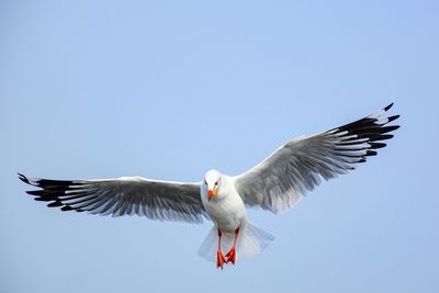 Low angle view of seagull flying