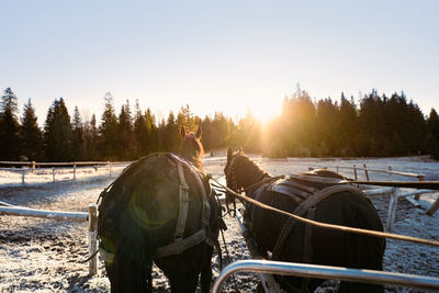Rear view of horses on snow on field against sky during sunrise in forest