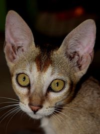 Close-up portrait of cat