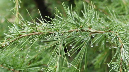 Close-up of water drops on leaf