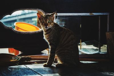 Cat sitting on table at home