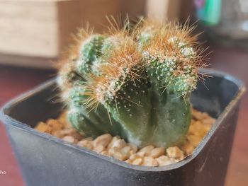 Close-up of cactus in potted plant