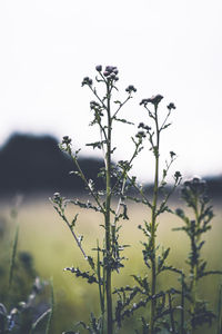 Close-up of flowering plants on field against sky