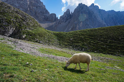 Sheep in a field