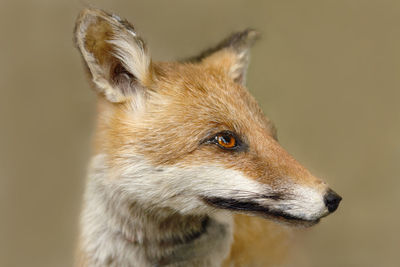 Closeup of fox head in habitat