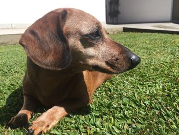 Close-up of dog on field