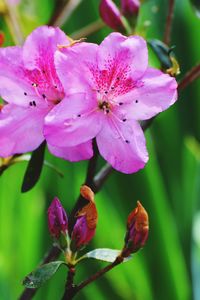 Close-up of pink flowering plant