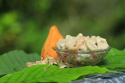 Close-up of leaf on plant