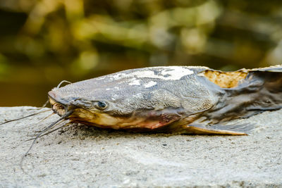 Close-up of dead fish