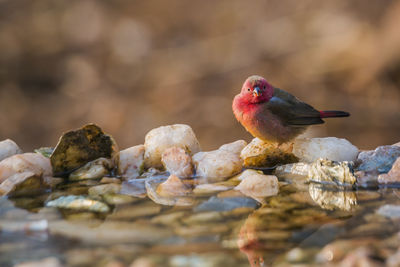 Close-up of bird perching on rock