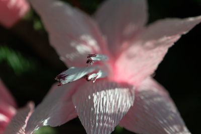 Close-up of insect on pink flower