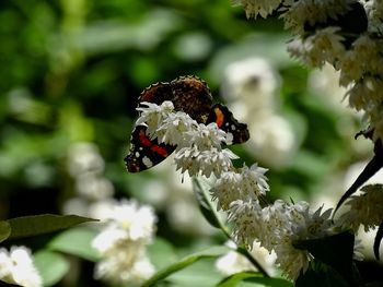 Close-up of bee pollinating on flower
