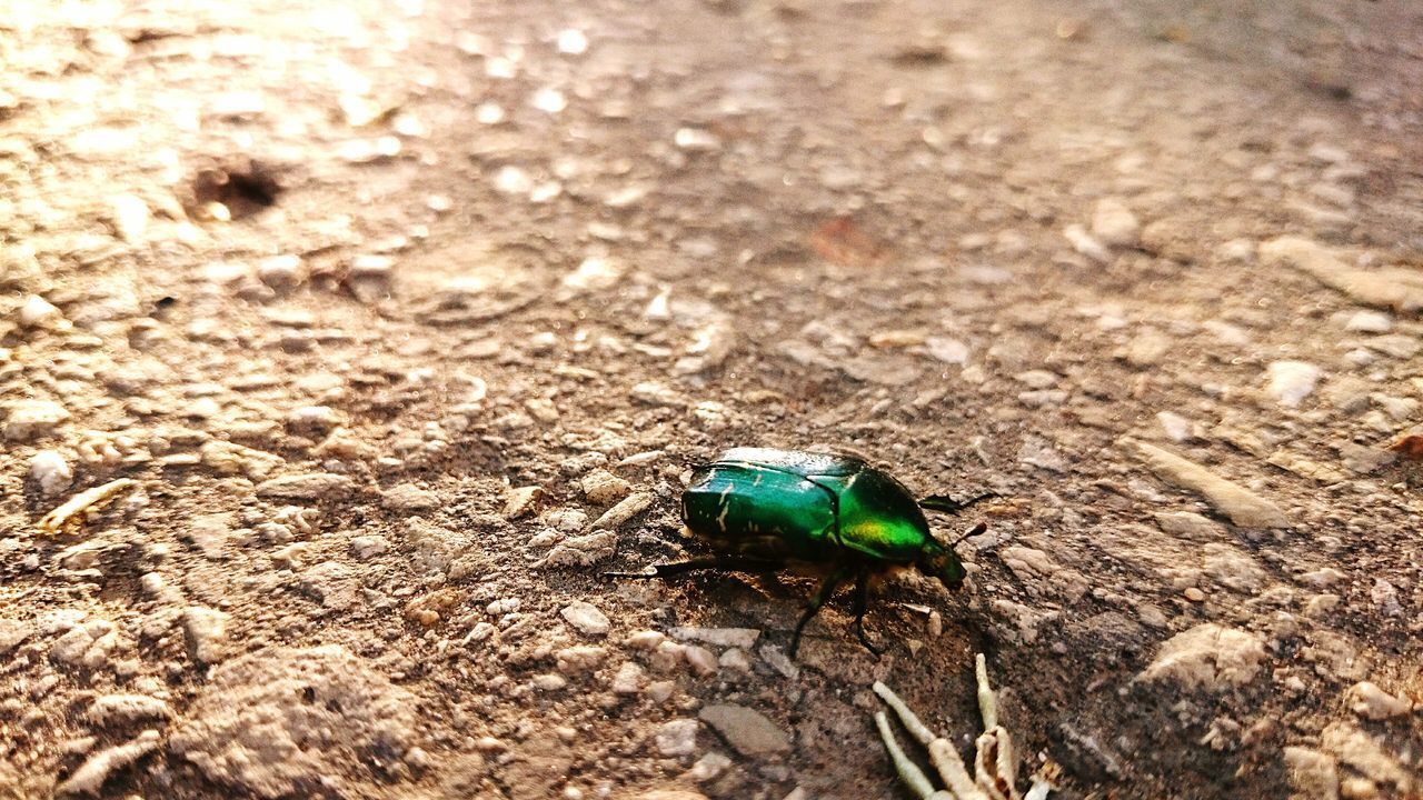one animal, animal themes, animals in the wild, wildlife, high angle view, insect, green color, full length, nature, day, close-up, sand, outdoors, no people, field, beach, ground, sunlight, selective focus, beauty in nature
