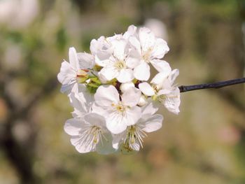 Close-up of white cherry blossom