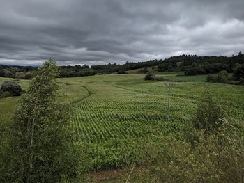 Scenic view of agricultural field against sky