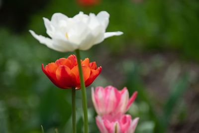 Close-up of pink rose