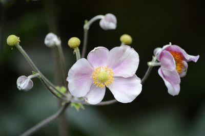 Close-up of flowers