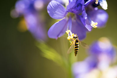 Close-up of bee on purple flower